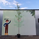 Magnólia japonská (Magnolia kobus)  - výška 330-350 cm, obvod kmeňa 6/8 cm, kont. C25L -  NA KMIENKU